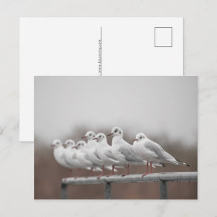 Cartão Postal De Festividades Foto do Seagulls