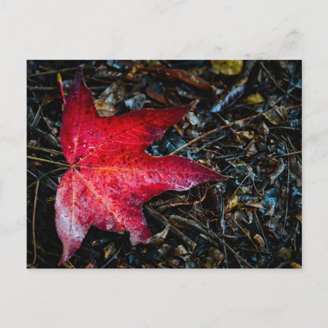 Cartão Postal De Festividades Fotografia de uma Folha de Maple Vermelha. (Frente)