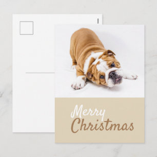 Cartão Postal De Festividades Fotos de cachorrinho de Bulldog Inglês no Natal Pe