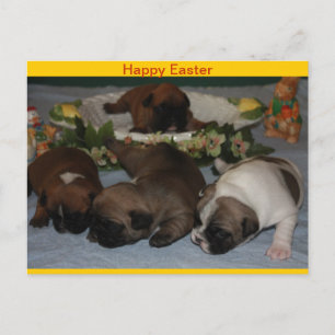 Cartão Postal De Festividades Französische Bulldoggen Grußkarte Ostern
