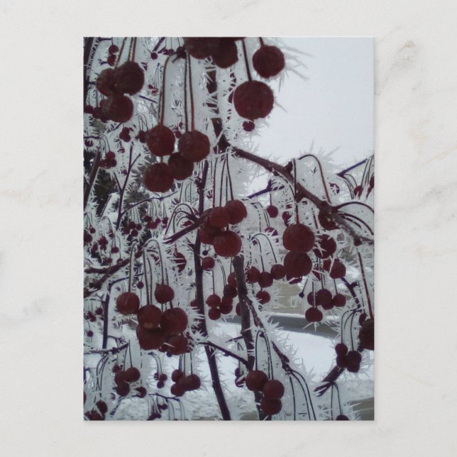 Cartão Postal De Festividades Frosted berries duluth ave (Frente)