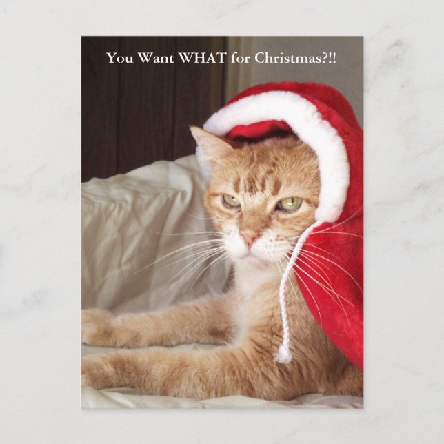 Cartão Postal De Festividades Funny Grumpy Ginger Cat Christmas Post Card (Frente)