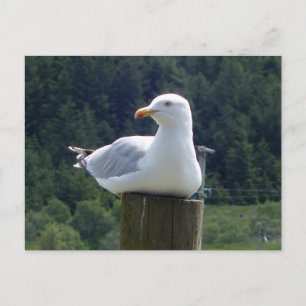 Cartão Postal De Festividades Gaivota Preguiçosa Deitada Natureza Costeira Mínim