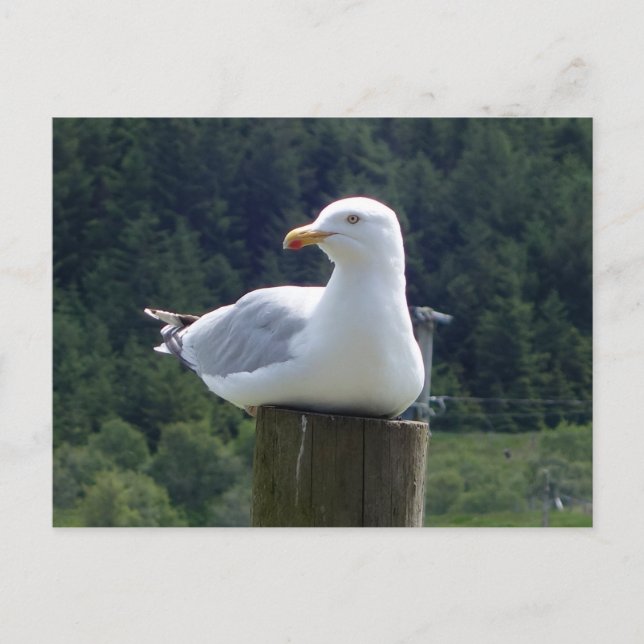 Cartão Postal De Festividades Gaivota Preguiçosa Deitada Natureza Costeira Mínim (Frente)