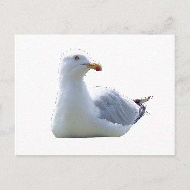 Cartão Postal De Festividades Gaivota Relaxada Reclinada em Poste de Cerca Bosqu (Frente)