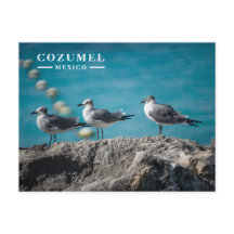 Gaivotas em Rocha de Cozumel México