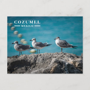 Cartão Postal De Festividades Gaivotas em Rocha de Cozumel México 
