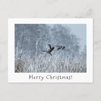 Cartão Postal De Festividades Gansos Greylag no cartão de natal de paisana nevad