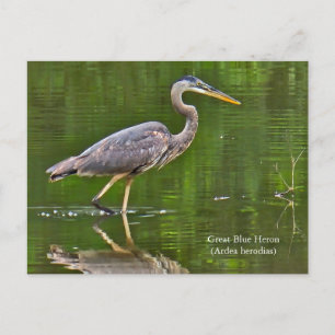 Cartão Postal De Festividades Garça-azul-grande (Ardea herodias)