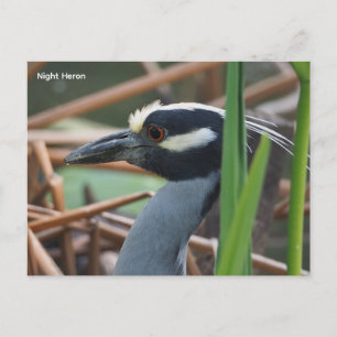 Cartão Postal De Festividades Garça-nocturna-de-coroa-amarela