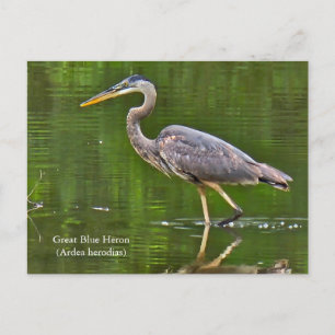 Cartão Postal De Festividades Garça-real (Ardea herodias)