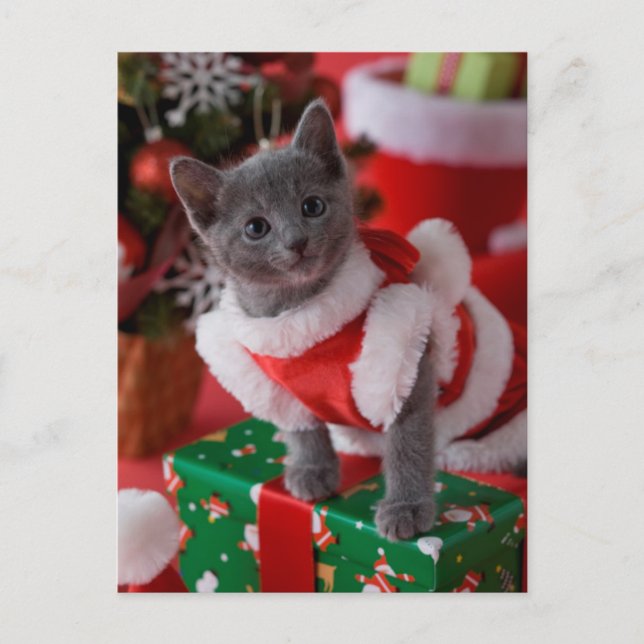 Cartão Postal De Festividades Gatinho azul do russo e Natal 2 (Frente)