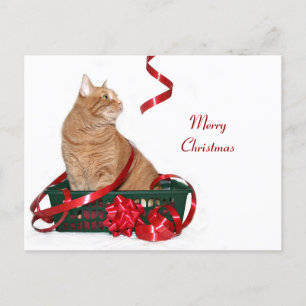 Cartão Postal De Festividades Gatinho de fita natalícia