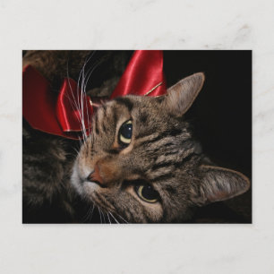 Cartão Postal De Festividades Gatinho de Natal