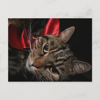 Cartão Postal De Festividades Gatinho de Natal