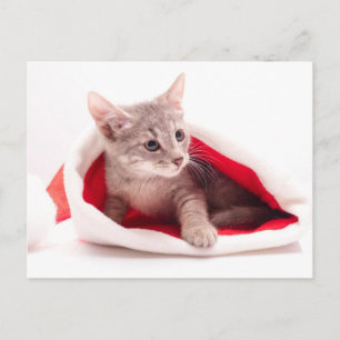 Cartão Postal De Festividades Gatinho engraçado um boné de Papai Noel