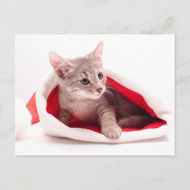 Cartão Postal De Festividades Gatinho engraçado um boné de Papai Noel (Frente)