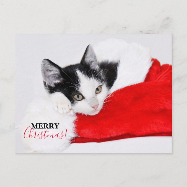 Cartão Postal De Festividades Gatinho Fofo com Chapéu de Natal (Frente)