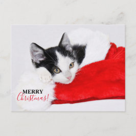 Cartão Postal De Festividades Gatinho Fofo de Chapéu de Papai Noel