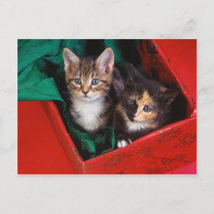 Cartão Postal De Festividades Gatinhos do Natal