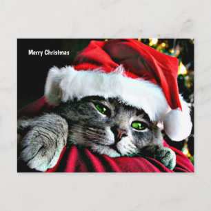 Cartão Postal De Festividades Gato Feliz Natal