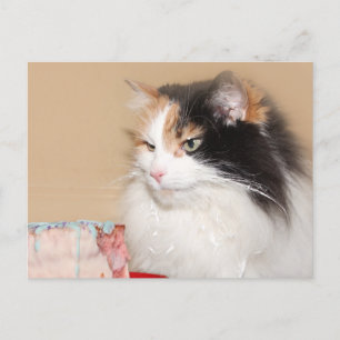 Cartão Postal De Festividades Gato malhado come bolo de aniversário