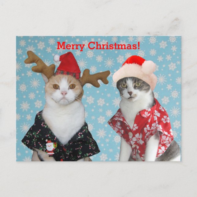 Cartão Postal De Festividades Gatos engraçados em camisas havaianas do Natal (Frente)