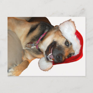 Cartão Postal De Festividades german shepherd vestindo um Chapéu do Papai Noel