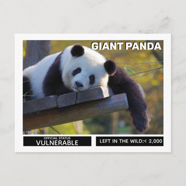 Cartão Postal De Festividades Giant Panda é uma espécie vulnerável (Frente)