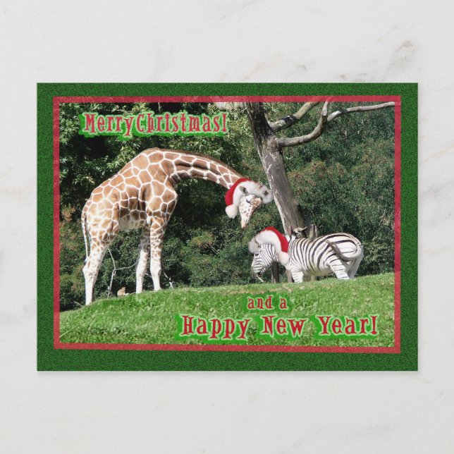 Cartão Postal De Festividades Giraffe Zebra Christmas (Frente)