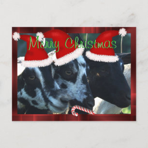 Cartão Postal De Festividades Goat Kids Christmas Postcard 2- can personalize