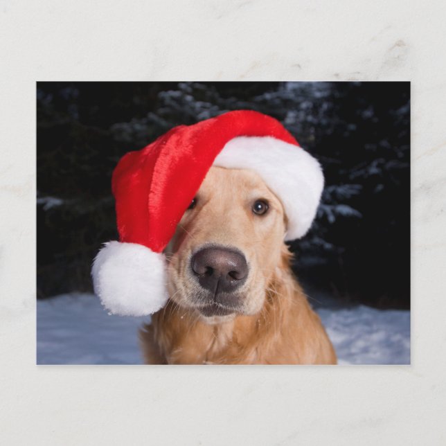 Cartão Postal De Festividades Golden Retriever com chapéu de Papai Noel (Frente)