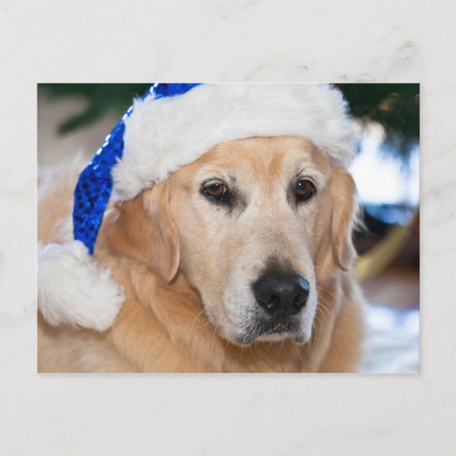 Cartão Postal De Festividades Golden Retriever with  santa's hat in Christmas (Frente)