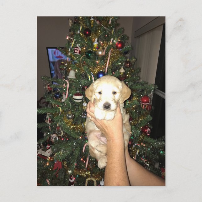 Cartão Postal De Festividades GoldenDoodle Puppy With Christmas Tree (Frente)