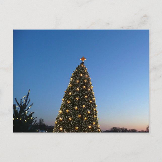 Cartão Postal De Festividades Grandes e Pequenas Árvores de Natal I Holiday Suns (Frente)