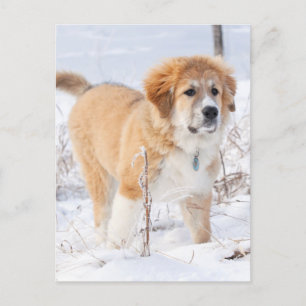 Cartão Postal De Festividades Great Pyrenees Puppy in the Snow