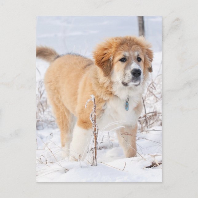 Cartão Postal De Festividades Great Pyrenees Puppy in the Snow (Frente)
