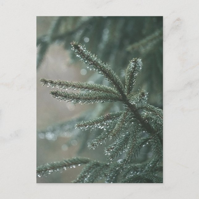 Cartão Postal De Festividades Green spruce tree close-up, Christmas aesthetic (Frente)