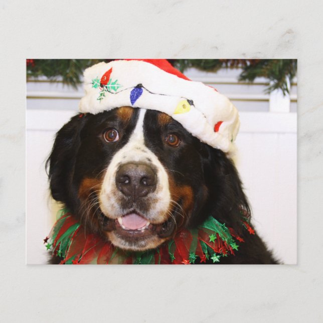 Cartão Postal De Festividades Grover - Bernese Mountain Dog (Frente)