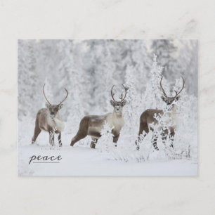 Cartão Postal De Festividades Grupo das Caraíbas Migrando na Neve