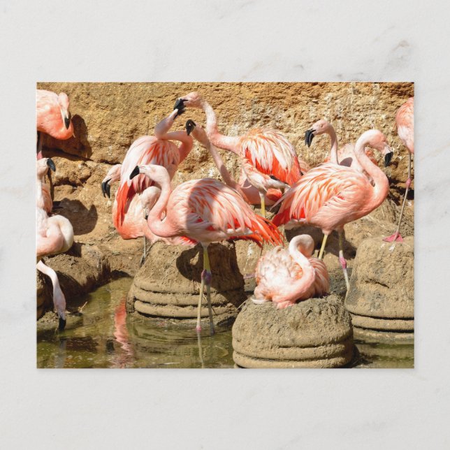 Cartão Postal De Festividades Grupo de flamingos e ninhos em Camargue (Frente)