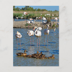 Cartão Postal De Festividades Grupo de flamingos e Patos em Camargue