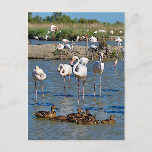 Cartão Postal De Festividades Grupo de flamingos e Patos em Camargue (Frente)