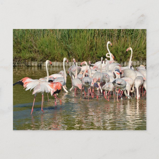 Cartão Postal De Festividades Grupo de flamingos em Camargue (Frente)