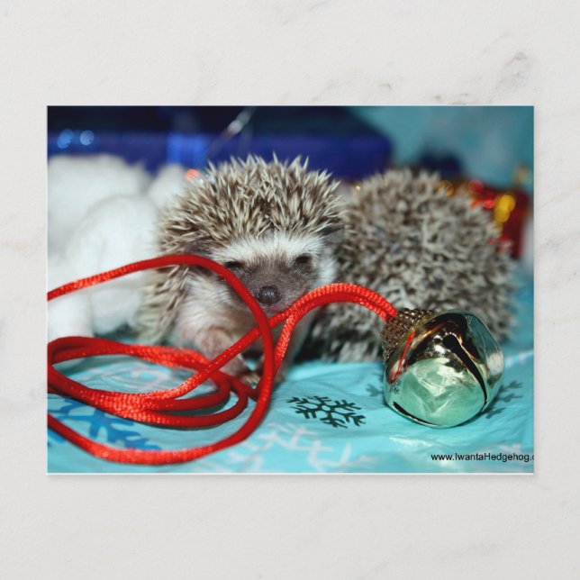 Cartão Postal De Festividades Happy Hedgehog Holidays (Frente)
