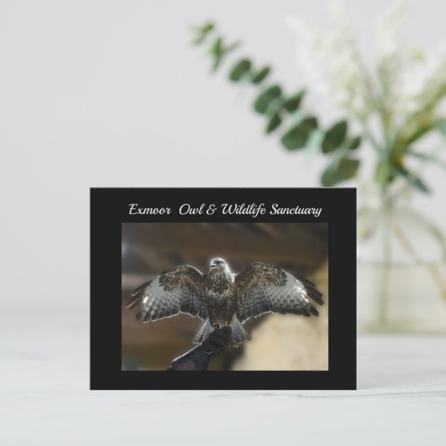 Cartão Postal De Festividades Hawk com Wings Out Exmoso Santuário da Vida Selvag (Em pé/Frente)