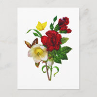 Helebore, Rosa de Natal de Pierre Joseph Redoute