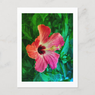 Cartão Postal De Festividades Hibiscus