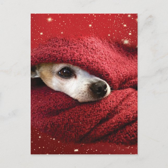 Cartão Postal De Festividades Holiday Chihuahua (Frente)