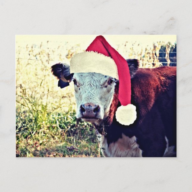 Cartão Postal De Festividades Holiday Moo Cow (Frente)